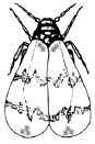 Illustration of Mulberry whitefly adult