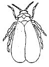 Illustration of Greenhouse whitefly adult