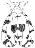 Illustration of Giant whitefly adult