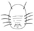 Illustration of Giant whitefly pupae