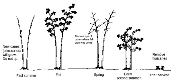 established planting of everbearing red raspberries