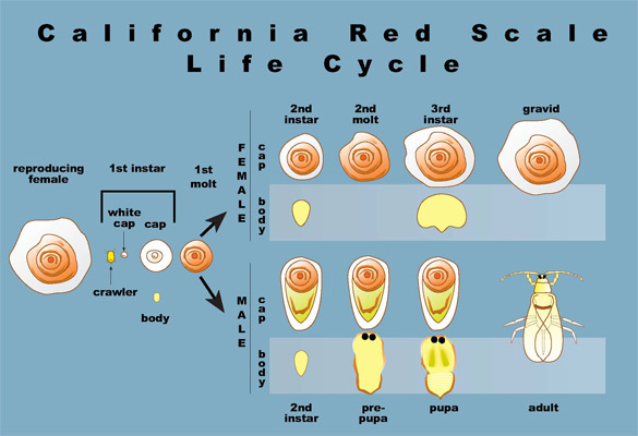 California red scale life cycle