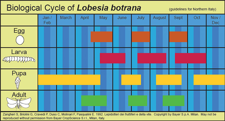 Seasonal life cycles