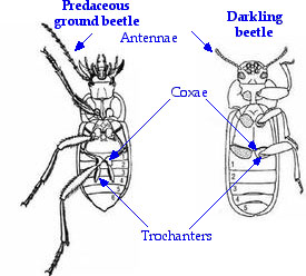 Pest identification and confirmation?Darkling beetles