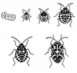 Harlequin bug egg mass, nymphal stages, and adult