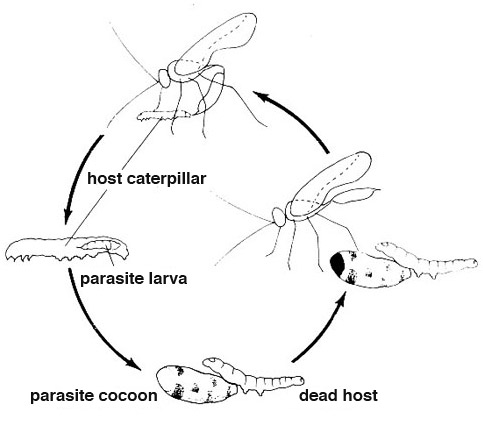 Hyposoter exiguae life cycle