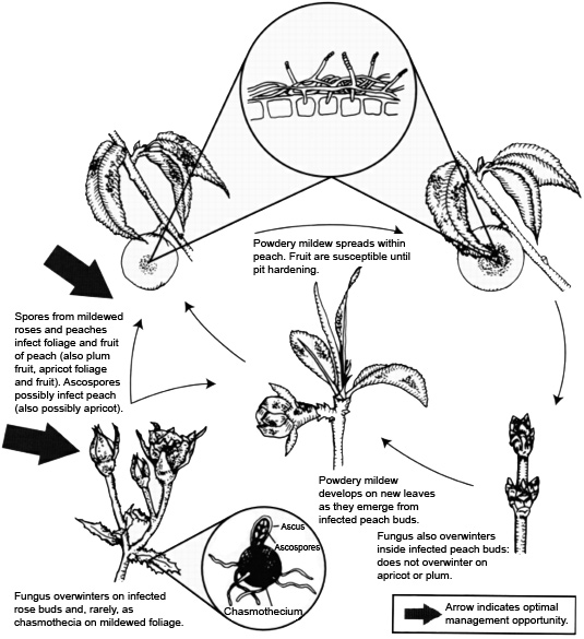 Seasonal cycle of powdery
      mildew caused by Sphaerotheca pannosa.