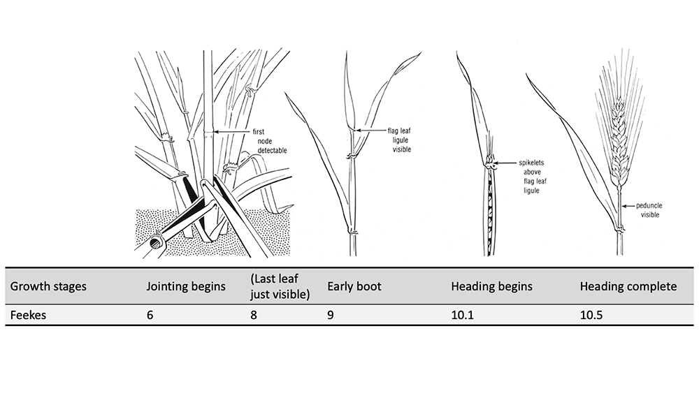 An illustration with the continuing and later stages of the Feekes growth cycle for small grains. It is also accompanied by a table indicating the names of each stage. In the first stage of the illustration, a more mature grain plant is depicted with several leaves. A node is present on a stem in the center of the plant, and is labeled with the words “first node detectable.” In the table, this stage is labeled as “jointing begins” or Feekes growth stage 6. This stage also includes the stage “last leaf just visible,” or Feekes growth stage 8. The last leaf being just starting to become visible at the top of the plant is not shown in the illustration. In the second stage of the illustration, only the top of the grain plant is displayed. The flag leaf, or leaf that will serve to feed the head and fill the grain, is labeled “flag leaf ligule visible” on the illustration. In the table, this stage is noted as “early boot” or Feekes growth stage 9. In the third stage of this illustration, the grain head is beginning to form beneath the flag leaf. Spikelets are forming at the top of the head, and are labeled “spikelets above the flag leaf ligule.” In the table, this stage is labeled as “heading begins,” or Feekes growth stage 10.1. In the last stage of this illustration, the grain head is fully formed and the spikelets are at their full length. The stem has elongated beneath the grain head to form the peduncle (the uppermost internode), and is labeled “peduncle visible.” In the table, this stage is labeled as “heading complete,” or Feekes growth stage 10.5.