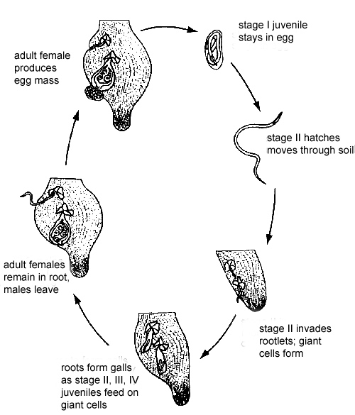 Life cycle of a root knot nematode.