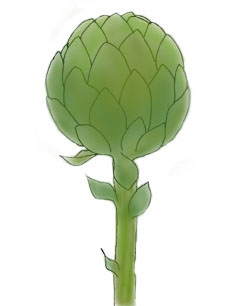 Artichoke