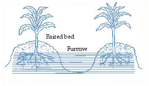 Furrow  irrigation