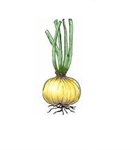 Onion