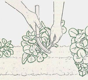 Strawberry pruning