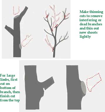 Almond pruning