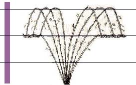 Fanlike system of trellising for blackberries