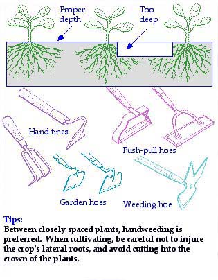 Handweeding and cultivation