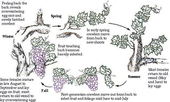 Grape mealybug life cycle