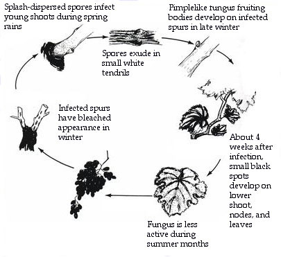 Seasonal development and life cycle—Phomopsis cane and leaf spot