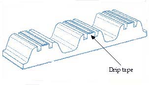 Place a hose or drip tape between rows of plants