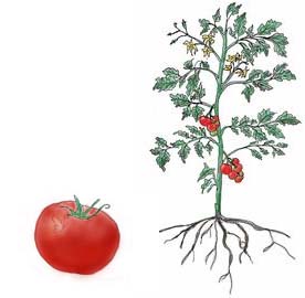 Tomato plant