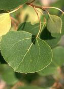 Quaking aspen