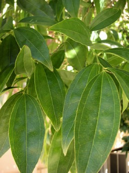 Leaves of cocculus