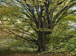 Large hornbeam tree