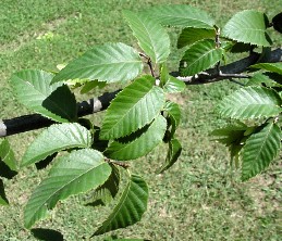 Photo of leaves