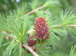 Needlelike leaves and reddish cones of European larch