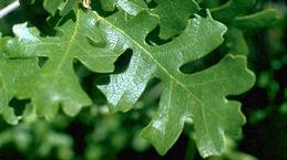 Oak leaves