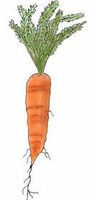 Carrots