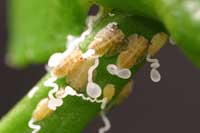 Asian citrus psyllid nymph