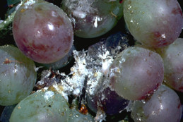 Mealybug secretions