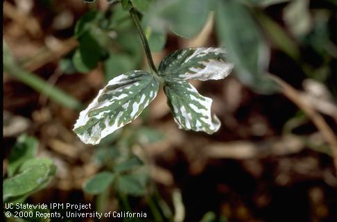 Foliage whitening from exposure to sulfur dioxide air pollution.