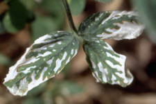 Sulfur dioxide whitening of leaves