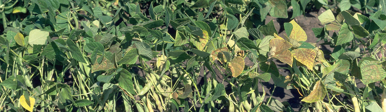 Dry bean foliage damaged by ozone.