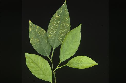 Pale blotches in Valencia orange leaves exposed to ozone air pollution. 