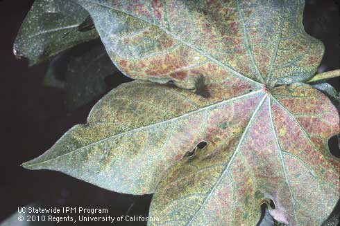 Foliage damaged by ozone air pollution.