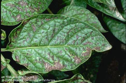 Foliage damaged by ozone.