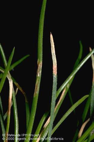 Needle tip necrosis on Monterey pine caused by ozone.