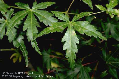 Chlorotic leaf spot on Japanese maple caused by ozone.