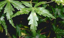 Yellowish patches on leaves caused by ozone