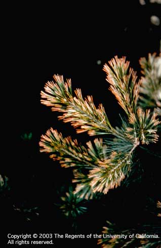 Necrotic, brown and white tips on the older needles of a pine tree due to sulfur dioxide air pollution.