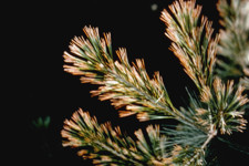 Sulfur dioxide foliage browning