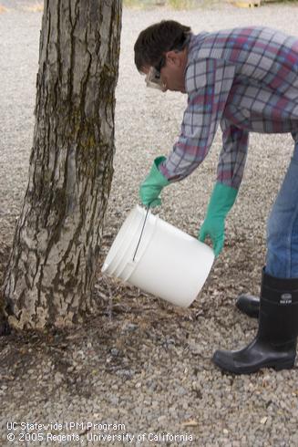 Applying pesticide as a soil drench to the base of a tree.