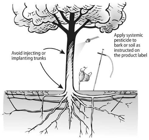 When applying systemic pesticides to trees, spray bark or drench or inject soil whenever possible, as directed on product labels, instead of injecting or implanting trees with pesticide. Injecting or implanting trunks or roots injures trees and creates wounds that can provide entry sites for pests. Unless tools that contact internal parts of trees are cleaned and disinfected when treating multiple trees, contaminated tools can spread certain bacterial, fungal, and viral pathogens from one tree to another.