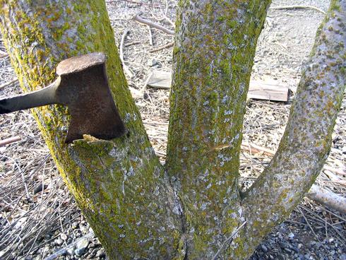 Use a hatchet to make cuts into the wood at least 4 or 5 inches wide and immediately apply herbicide into the cuts.