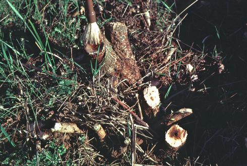 A paint brush is used to apply herbicide to the cut stump of poison oak, <I>Toxicodendron diversilobum.</I>.