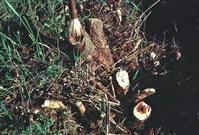 A paint brush is used to apply herbicide to the cut stump of poison oak, Toxicodendron diversilobum.