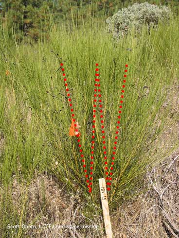 Drizzle spray pattern of herbicide on Scotch broom, <i>Cytisus scoparius</i>.